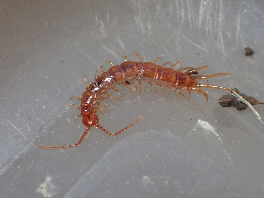 Arebius obesus