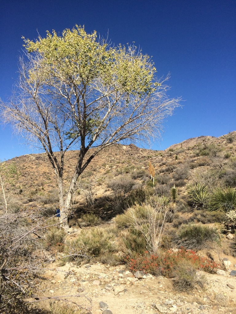 Fremont cottonwood (Plants of Lake Mead National Recreation Area