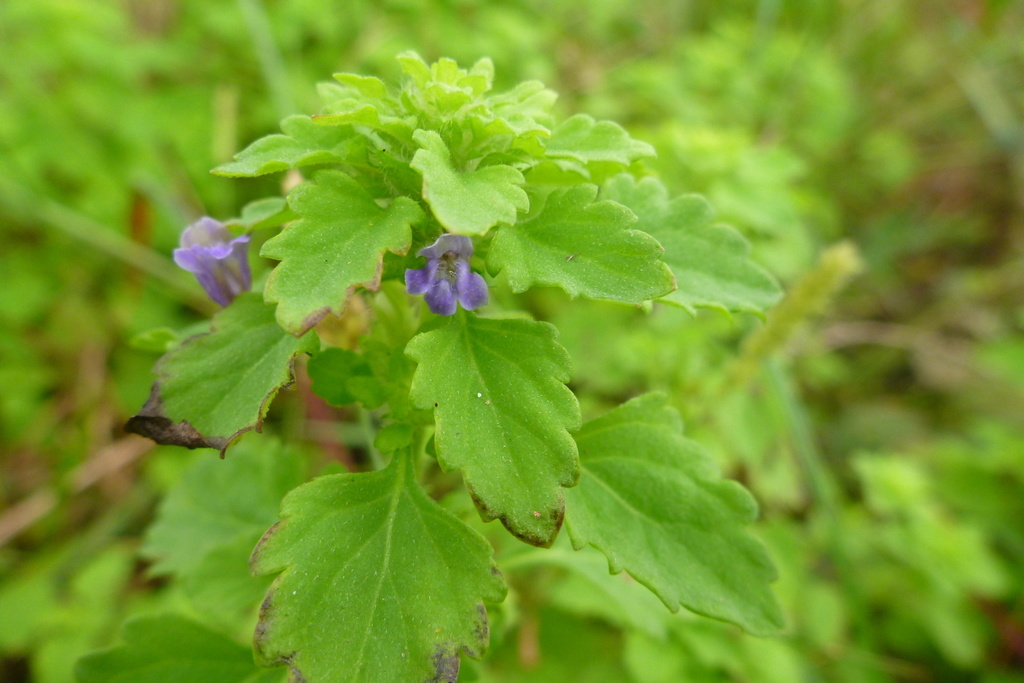 Adenosma caerulea