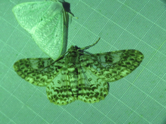 Cleora biclavata