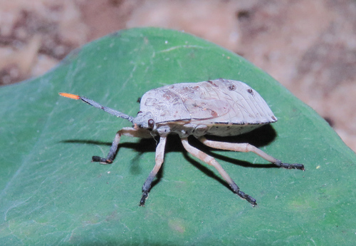 Dinidoridae
