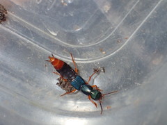 Dinothenarus saphyrinus