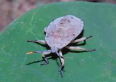 Dinidoridae