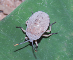 Dinidoridae
