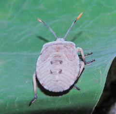 Dinidoridae