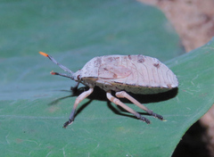 Dinidoridae
