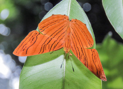 Chersonesia intermedia