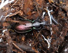 Carabus abbreviatus