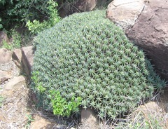 Euphorbia pulvinata
