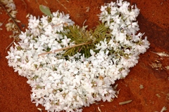 Macgregoria racemigera