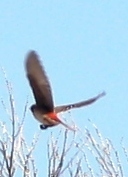 Epthianura tricolor