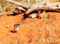 Epthianura tricolor