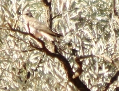 Chrysococcyx osculans