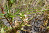 Bacopa floribunda - Photo (c) coenobita, some rights reserved (CC BY), uploaded by coenobita