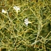 Lechenaultia divaricata - Photo (c) Dezmond Wells, algunos derechos reservados (CC BY-NC), subido por Dezmond Wells