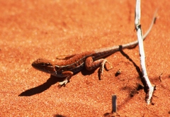 Ctenophorus isolepis