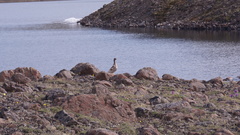 Lagopus muta pleskei