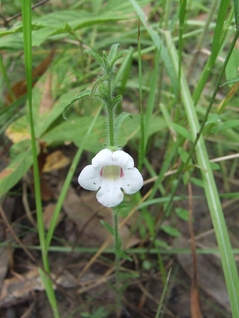 Centranthera hispida (Centranthera hispida)