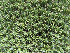 Euphorbia pulvinata