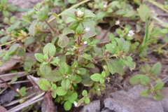 Limnophila fragrans