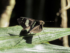 Notocrypta feisthamelii