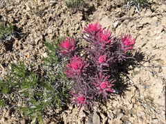 Castilleja angustifolia