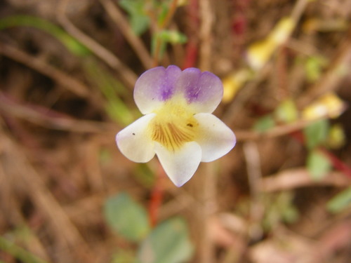 Image of Limnophila Brownii (Limnophila brownii) by (c) coenobita, some rights reserved (CC BY)
