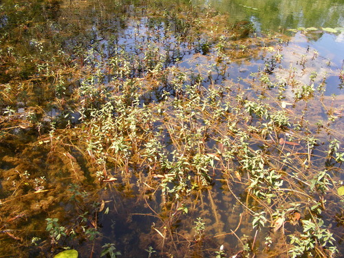 Image of Limnophila Brownii (Limnophila brownii) by (c) coenobita, some rights reserved (CC BY)
