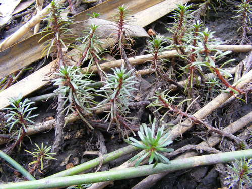 Image of Limnophila Brownii (Limnophila brownii) by (c) coenobita, some rights reserved (CC BY)