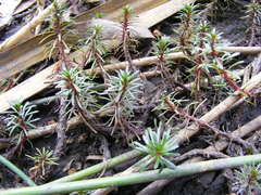 Limnophila brownii