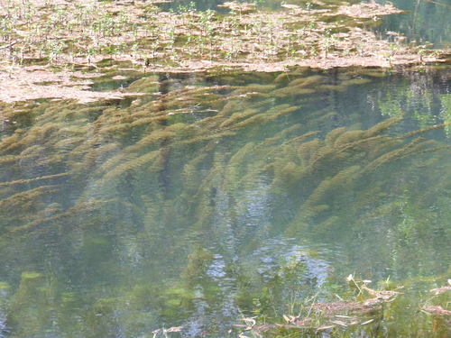 Image of Limnophila Brownii (Limnophila brownii) by (c) coenobita, some rights reserved (CC BY)