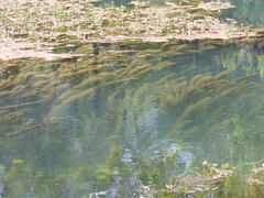 Limnophila brownii