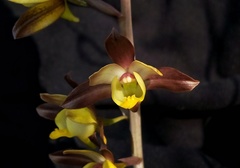 Eulophia pratensis