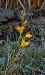 Eulophia pratensis