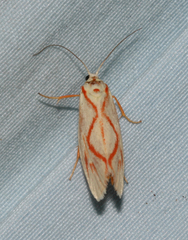 Gymnogramma pyrozancla