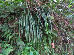 Haplopteris flexuosa