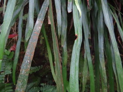 Haplopteris flexuosa