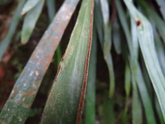 Haplopteris flexuosa