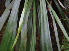 Haplopteris flexuosa