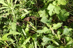 Bothrops alternatus