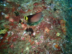 Chaetodon decussatus