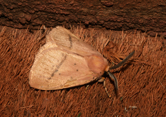 Chrysopoloma restricta