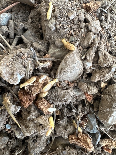 Nevada Dampwood Termite photo 6