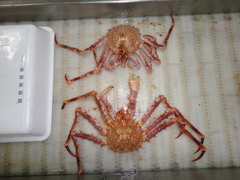 Lithodes maja