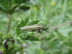 Agapanthia suturalis