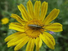 Agapanthia suturalis