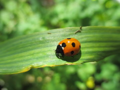 Coccinella algerica