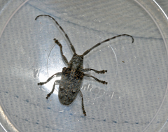 Crossotus stypticus aethiops