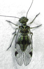 Clematostigma maculiceps