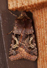 Cerastis enigmatica